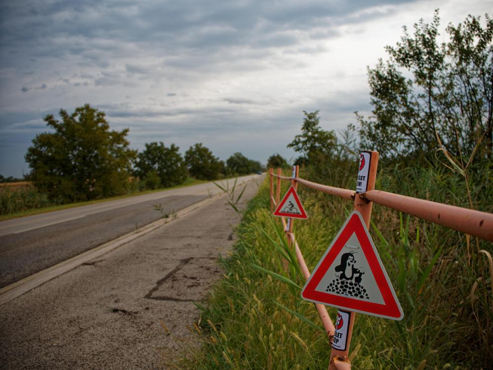 A Szeged - Szentmihály kerékpárutat legyőzte a nád